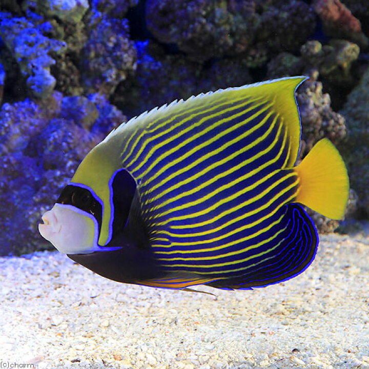 楽天市場】（海水魚）ヤッコ インドネシア産 タテジマキンチャクダイ 