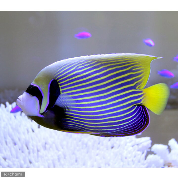 楽天市場】（海水魚）ヤッコ インドネシア産 タテジマキンチャクダイ 