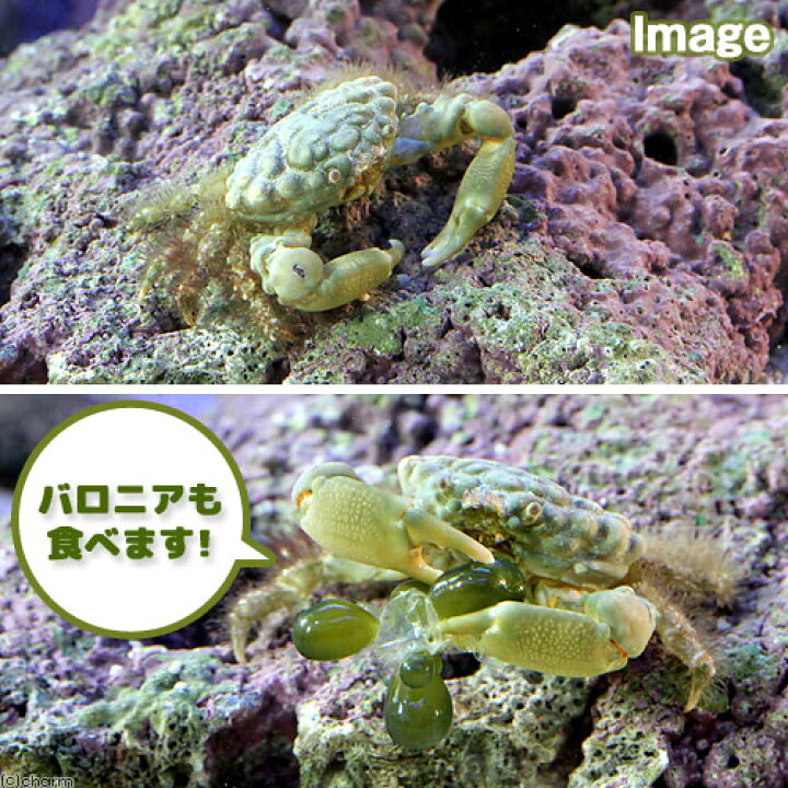 楽天市場】（海水魚）カニ （B品）エメラルドグリーンクラブ（1匹 