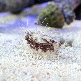 楽天市場 水槽飼育ウニの通販