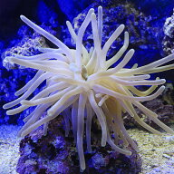 （海水魚）フロリダアネモネ　おまかせカラー（1匹）無脊椎動物