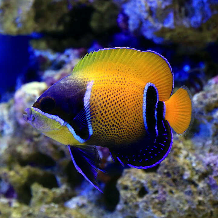 楽天市場 海水魚 ヤッコ イナズマヤッコ 成魚 lサイズ 1匹 北海道 九州航空便要保温 沖縄別途送料 Charm 楽天市場店 楽天市場 海水魚 ヤッコ イナズマヤッコ 成魚 lサイズ 1匹 北海道 九州航空便要保温 沖縄別途送料 Charm 楽天市場店