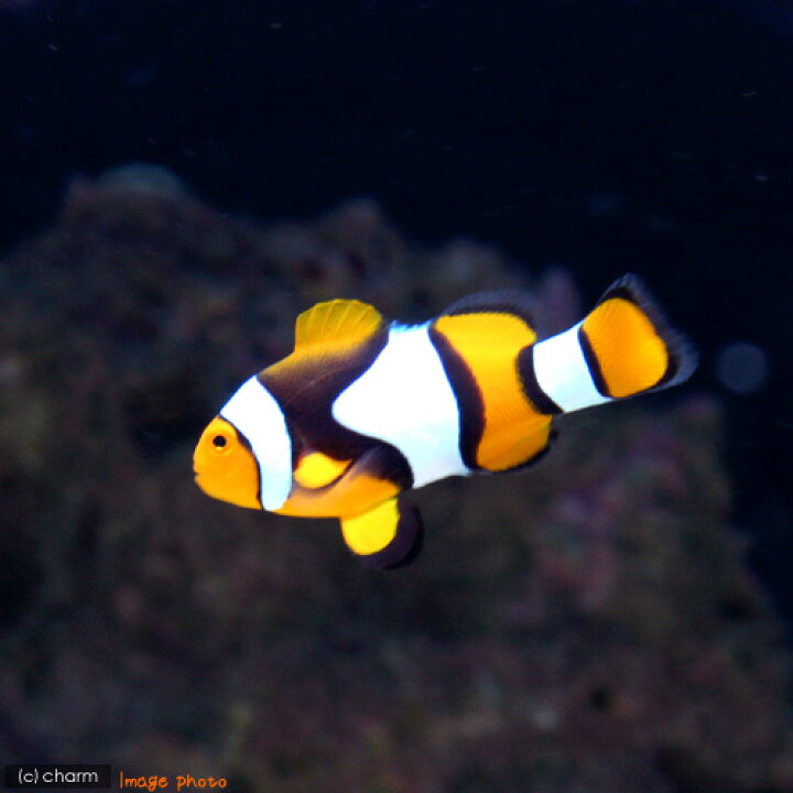 楽天市場 海水魚 ペルクラクラウン ワイルド １匹 Charm 楽天市場店