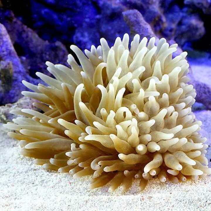 楽天市場 海水魚 サンゴイソギンチャク ｌサイズ １匹 無脊椎動物 Charm 楽天市場店