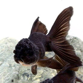 楽天市場 金魚 黒 オランダの通販