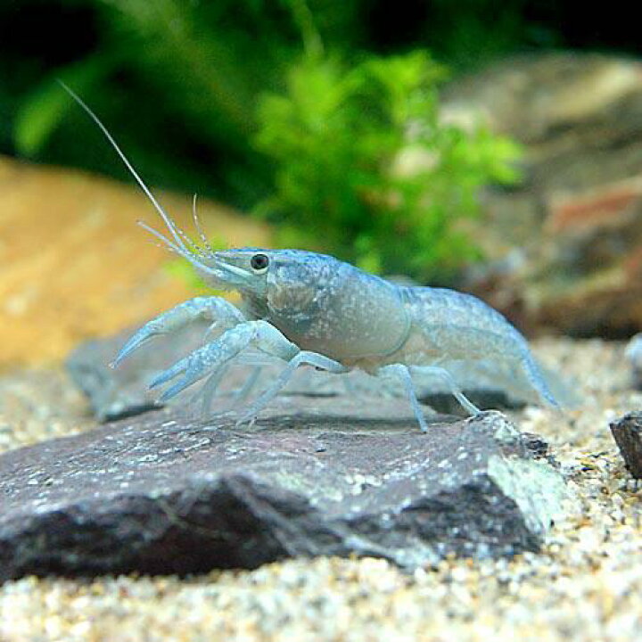 741円 新作 コメット 水槽 ザリガニ カニの主食 沈下性 40g 3個