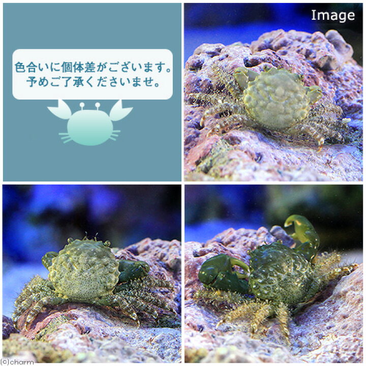 楽天市場】（海水魚）カニ エメラルドグリーンクラブ Lサイズ（1匹 