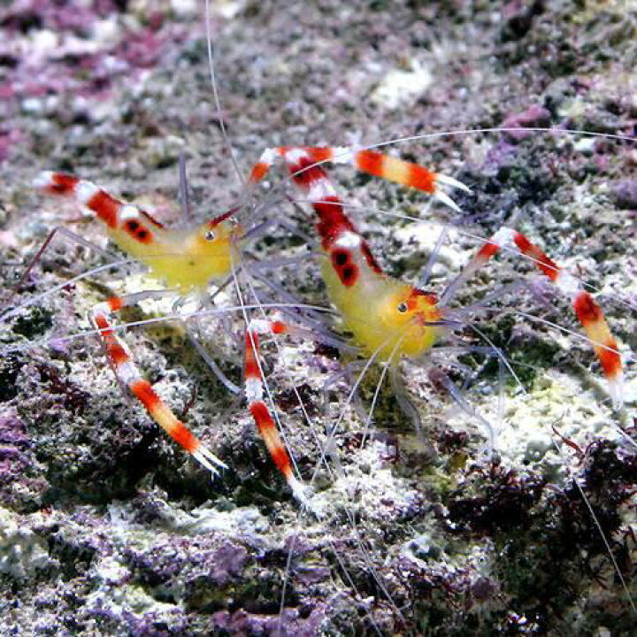 楽天市場 海水魚 エビ キイロオトヒメエビ ペア １ペア Charm 楽天市場店