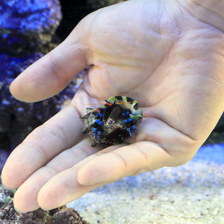 楽天市場 海水魚 ヤドカリ ユビワサンゴヤドカリ ｌサイズ １匹 北海道航空便要保温 Charm 楽天市場店