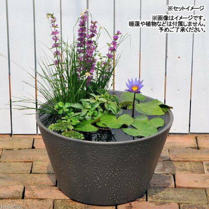 楽天市場】睡蓮鉢 メダカ鉢 金魚鉢 グレー 直径44cm 高さ25cm 