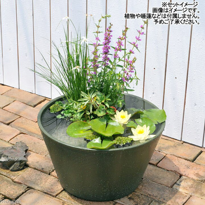 楽天市場 睡蓮鉢 メダカ鉢 金魚鉢 グリーン 直径４４ｃｍ 高さ２５ｃｍ 軽量２ｋｇ 割れにくい 頑丈な厚み１ ２ｃｍ お一人様３点限り 関東当日便 Charm 楽天市場店