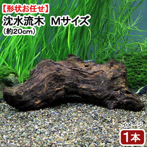 ɒށI@`󂨔C@؁@MTCYi19`23cmOji1{j