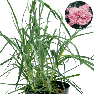 iϗtAjn[uc@N[u@sN@3i1|bgj@ƒ؉