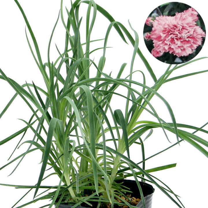 楽天市場 観葉植物 ハーブ苗 クローブ ピンク ３号 １ポット 家庭菜園 Charm 楽天市場店