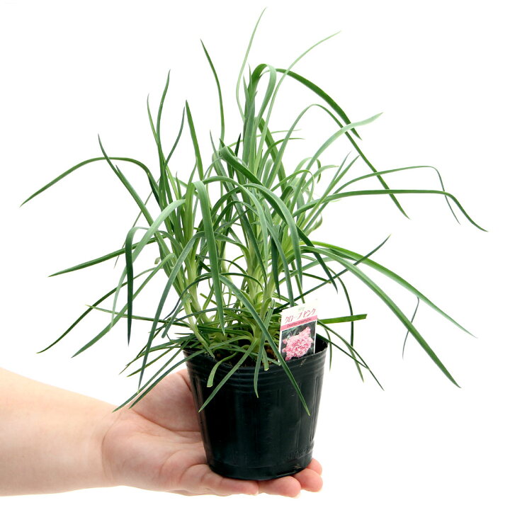 楽天市場 観葉植物 ハーブ苗 クローブ ピンク 3号 1ポット 家庭菜園 Charm 楽天市場店 楽天市場 観葉植物 ハーブ苗 クローブ ピンク 3号 1ポット 家庭菜園 Charm 楽天市場店