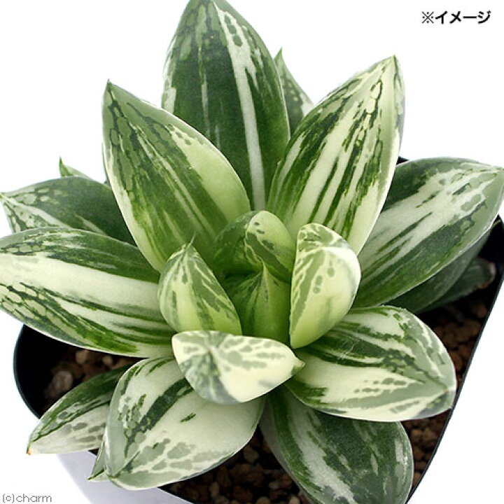 楽天市場 観葉植物 品種系ハオルチア クスビタータ錦 宝草錦 2 5号 1鉢 Charm 楽天市場店 楽天市場 観葉植物 品種系ハオルチア クスビタータ錦 宝草錦 2 5号 1鉢 Charm 楽天市場店