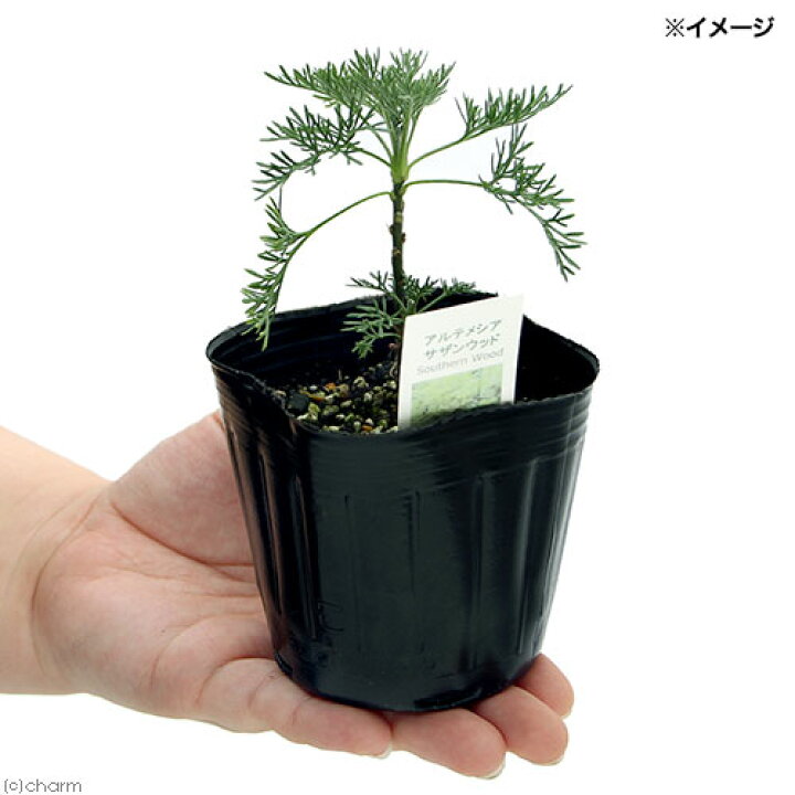 楽天市場 観葉植物 ハーブ苗 アルテミシア サザンウッド 3号 1ポット 虫除け植物 家庭菜園 Charm 楽天市場店 楽天市場 観葉植物 ハーブ苗 アルテミシア サザンウッド 3号 1ポット 虫除け植物 家庭菜園 Charm 楽天市場店