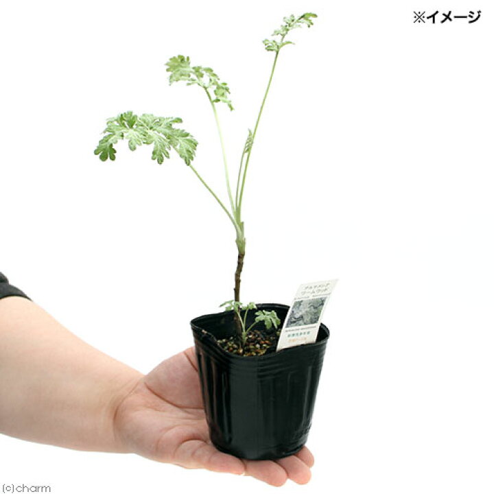 楽天市場 観葉植物 ハーブ苗 アルテミシア ワームウッド ３号 １ポット 虫除け植物 家庭菜園 Charm 楽天市場店