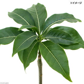 楽天市場 コーデックス アデニウム 種類 植物 バオバブ の通販