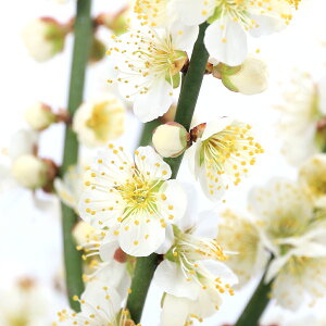 i~́j~@nNoCi~ji킨܂ELږ@5i1jixԁj