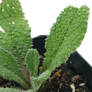 iϗtAjn[uc@{W@N[sO@3i1|bgj@ƒ؉