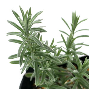 y11^1zIm21I1ő100@iϗtAjn[uc@x_[@XgGJX@Ao@3i1|bgj@ƒ؉