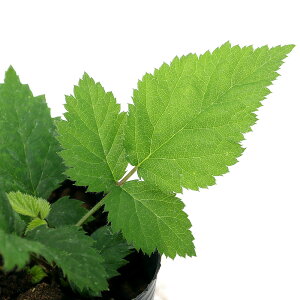 苗 ブラックベリーの人気商品 通販 価格比較 価格 Com