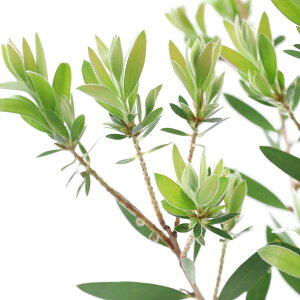 (観葉植物)カリステモン 品種記載なし 金宝樹 4.5〜5号(1鉢)