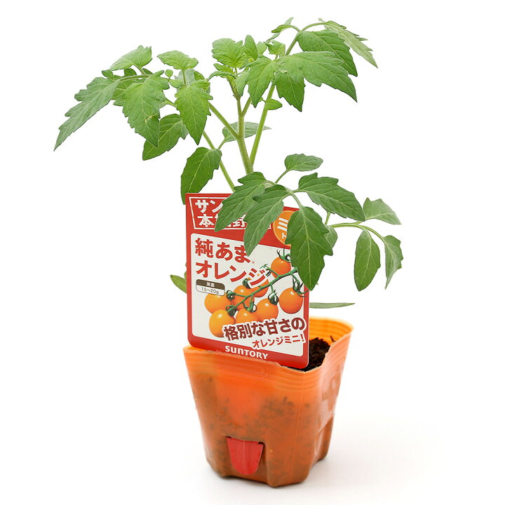 大感謝セール 観葉植物 サントリー 野菜苗 メロン らくなりメロン 3号 3ポット 家庭菜園 Swsj Org 大感謝セール 観葉植物 サントリー 野菜苗 メロン らくなりメロン 3号 3ポット 家庭菜園 Swsj Org