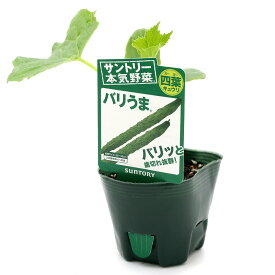 楽天市場 サントリー 野菜 苗の通販 楽天市場 サントリー 野菜 苗の通販