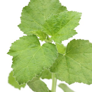 iϗtAjn[uc@}E@}[V@3i1|bgj@ƒ؉