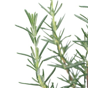 iϗtAjn[uc@[Y}[@Ebh@@3i1|bgj@ƒ؉