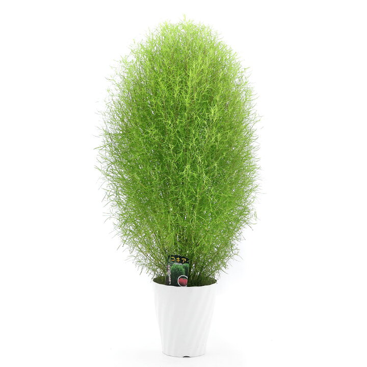 楽天市場 観葉植物 コキア ほうき草 5号 1鉢 北海道冬季発送不可 Charm 楽天市場店 楽天市場 観葉植物 コキア ほうき草 5号 1鉢 北海道冬季発送不可 Charm 楽天市場店