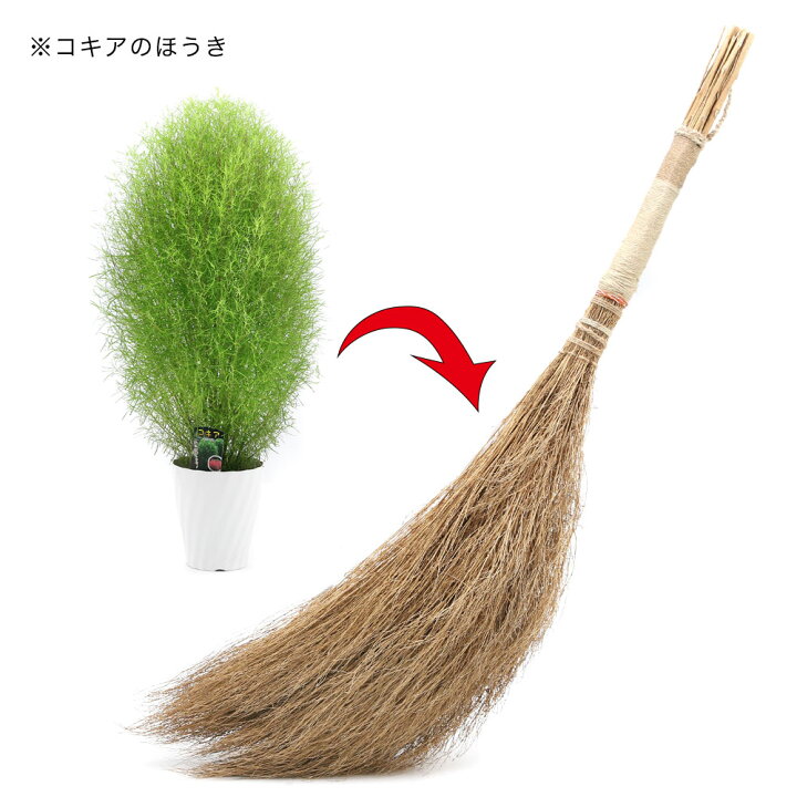 楽天市場 観葉植物 コキア ほうき草 5号 1鉢 Charm 楽天市場店 楽天市場 観葉植物 コキア ほうき草 5号 1鉢 Charm 楽天市場店