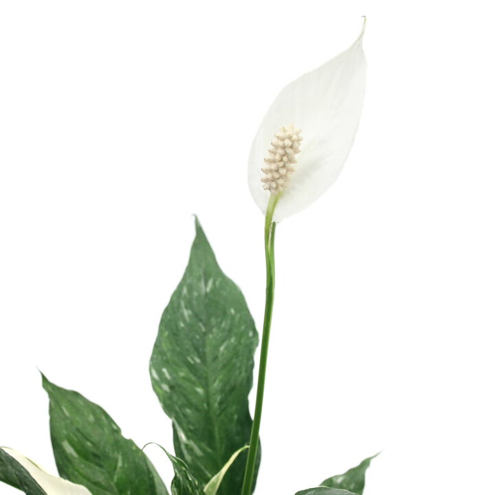 楽天市場 観葉植物 スパティフィラム ドミノ 斑入り ４号 １鉢 Charm 楽天市場店