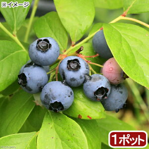 iϗtAjʎc@u[x[@͂΂␯@nCubVn@5i1|bgj@ƒ؉@ʕ@t[c