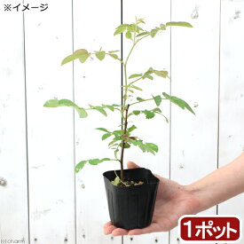 （観葉植物）ハーブ苗　ローズ　アップル（ロサ・ポミフェラ）　3号（1ポット）　家庭菜園【HLS_DU】