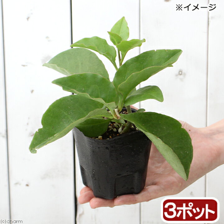 楽天市場 観葉植物 オカワカメ ３号 ３ポット 緑のカーテン 家庭菜園 Charm 楽天市場店