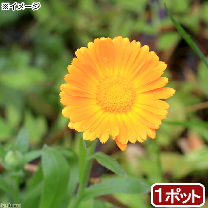楽天市場 観葉植物 ポットマリーゴールド カレンデュラ ３号 １ポット 家庭菜園 Charm 楽天市場店