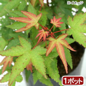 （山野草）盆栽　品種系モミジ　清姫（キヨヒメ）3号（1ポット）【HLS_DU】
