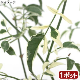 （観葉植物）斑入りハゴロモジャスミン　ミルキーウェイ　2．5～3号（1ポット）【HLS_DU】