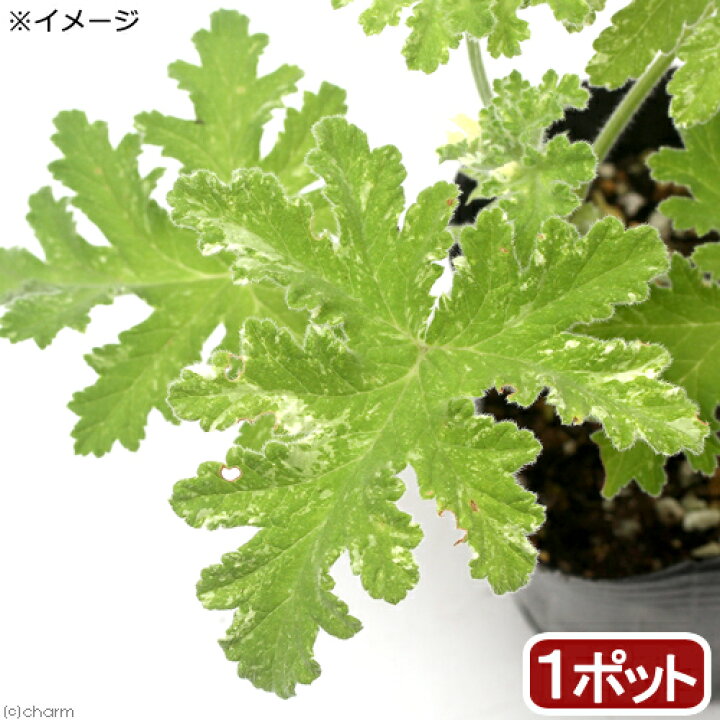 楽天市場 観葉植物 ハーブ苗 ゼラニウム 雪嶺 セツリョウ ３号 １ポット 家庭菜園 アロマ 北海道冬季発送不可 Charm 楽天市場店