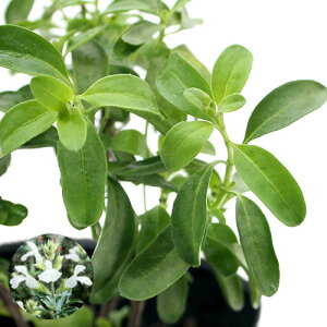 iϗtAjn[uc@Z[W@`F[Z[W@zCg@3i1|bgj@ƒ؉