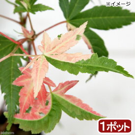 （山野草）盆栽　品種系モミジ　旭鶴（アサヒヅル）3号（1ポット）【HLS_DU】