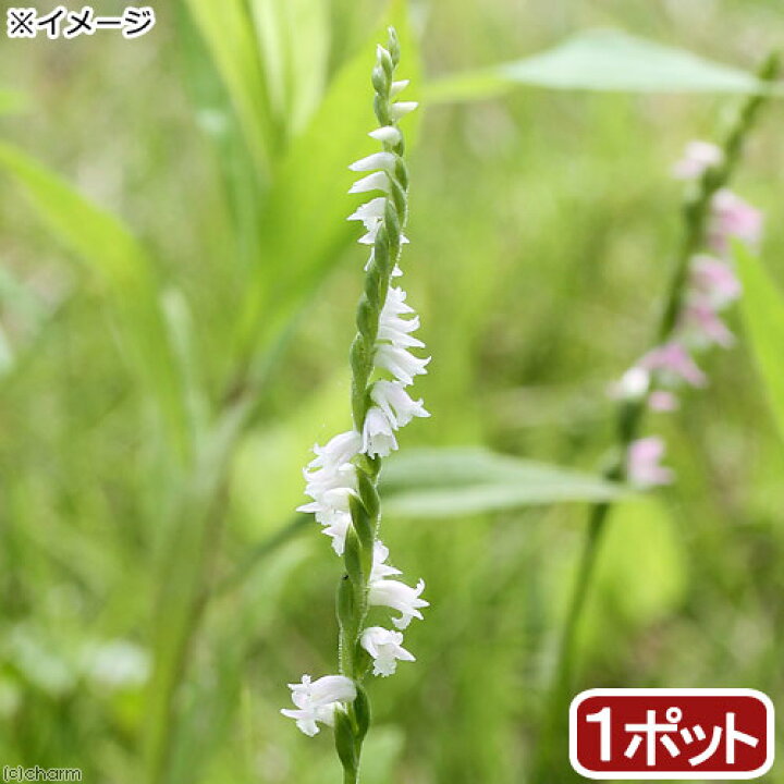 楽天市場 山野草 白花ネジバナ 白花モジズリ ２ ５号 １ポット Charm 楽天市場店