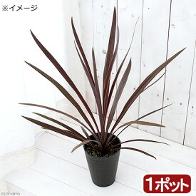 楽天市場 観葉植物 ドラセナ 赤い葉の通販