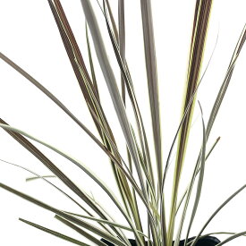 楽天市場 観葉植物 ドラセナ 赤い葉の通販