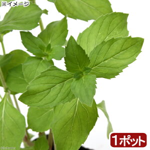 ミント 苗の人気商品 通販 価格比較 価格 Com