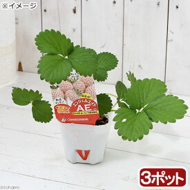 楽天市場 白 いちご 苗の通販