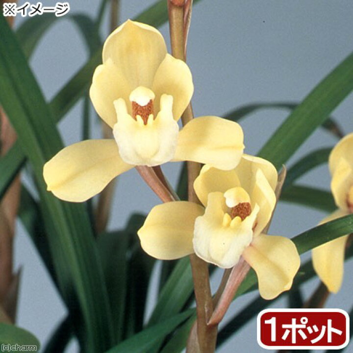 楽天市場 観葉植物 和蘭 シンビジューム 朧月 ３号 １鉢 Charm 楽天市場店
